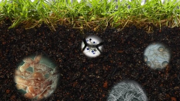 Bea microorganismos (2)